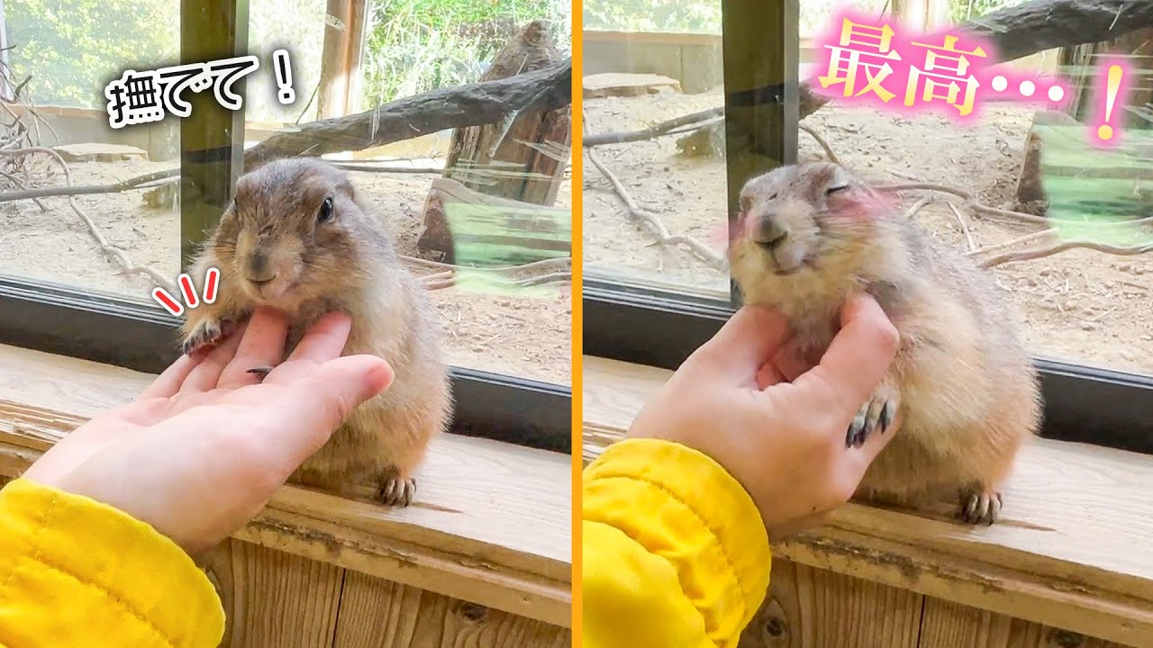 なでなでにハマりすぎて飼育員になでなで催促をしてくるプレーリードッグ