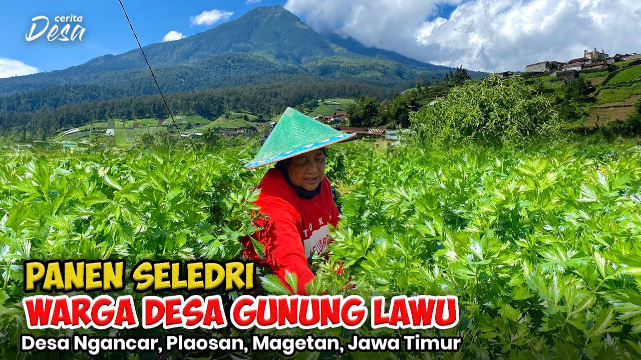 PANEN SELEDRI ! SUASANA DESA GUNUNG LAWU - Petualangan Alam Desaku - Cerita Desa Magetan, Jawa Timur