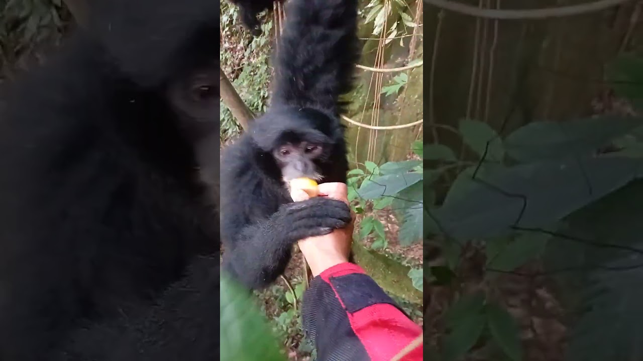SEBELUM TIDUR MAKAN DULU