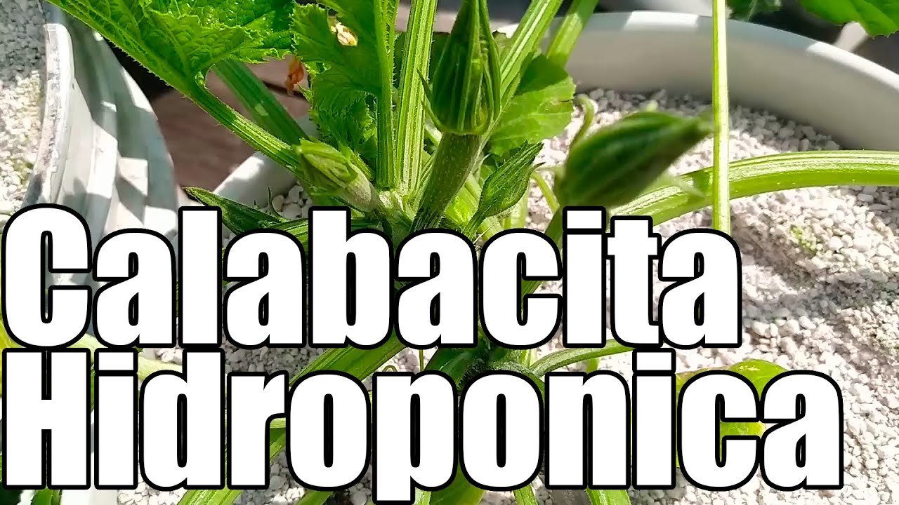 Cultivo CALABACITA HIDROPONICA || PARTE 1 || Cultivo paso a paso en Hidroponía || Bananafabric