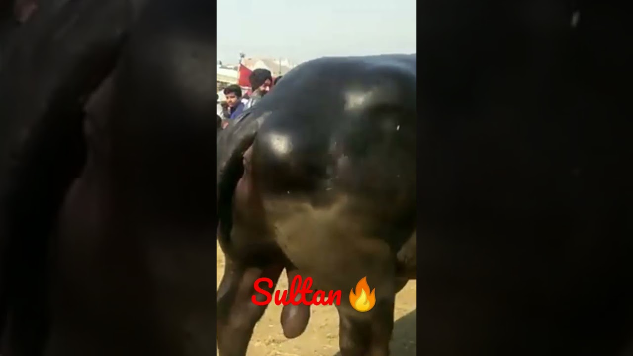 sultan🔥🔥🔥 Bull