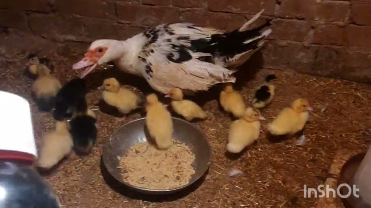 استقبال البط بالطريقه الصحيحه خطوه بخطوه بالتفصيل اسمعوا الفيديوا للا اخر ومتنشوش اللايك والاشتراك 