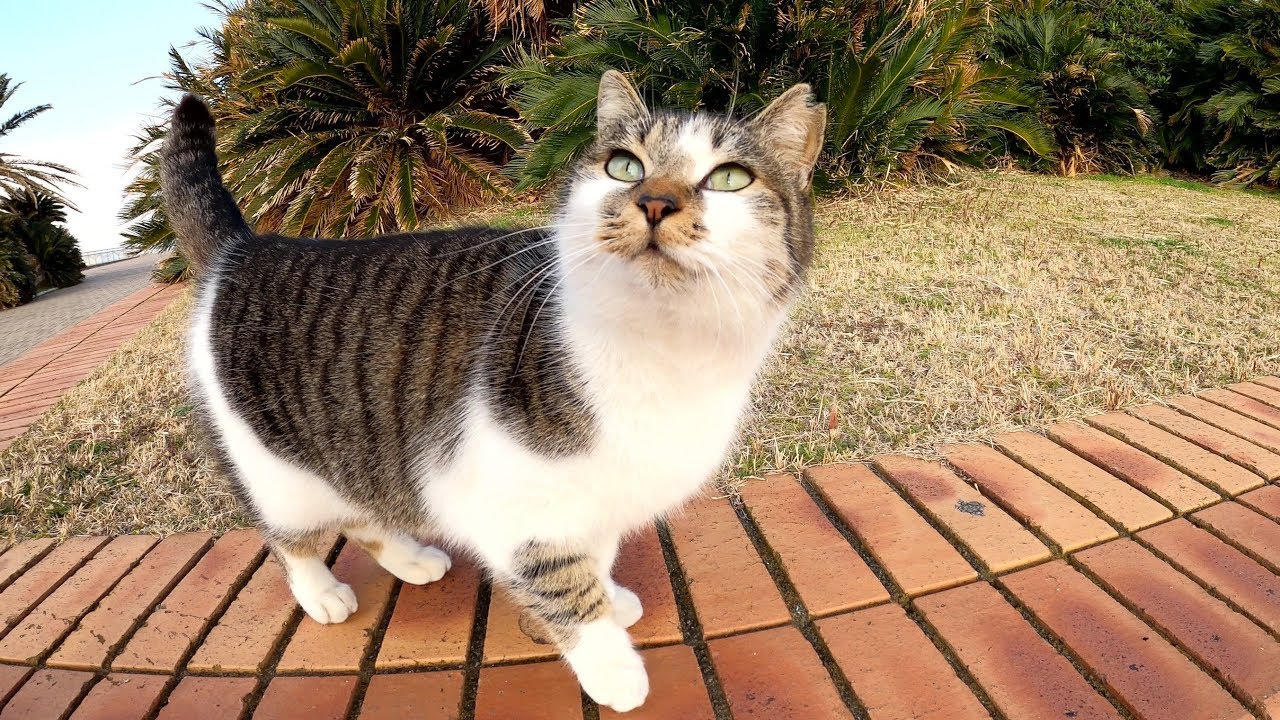 上目遣いで何かを訴えてくるキジシロ猫が可愛すぎる