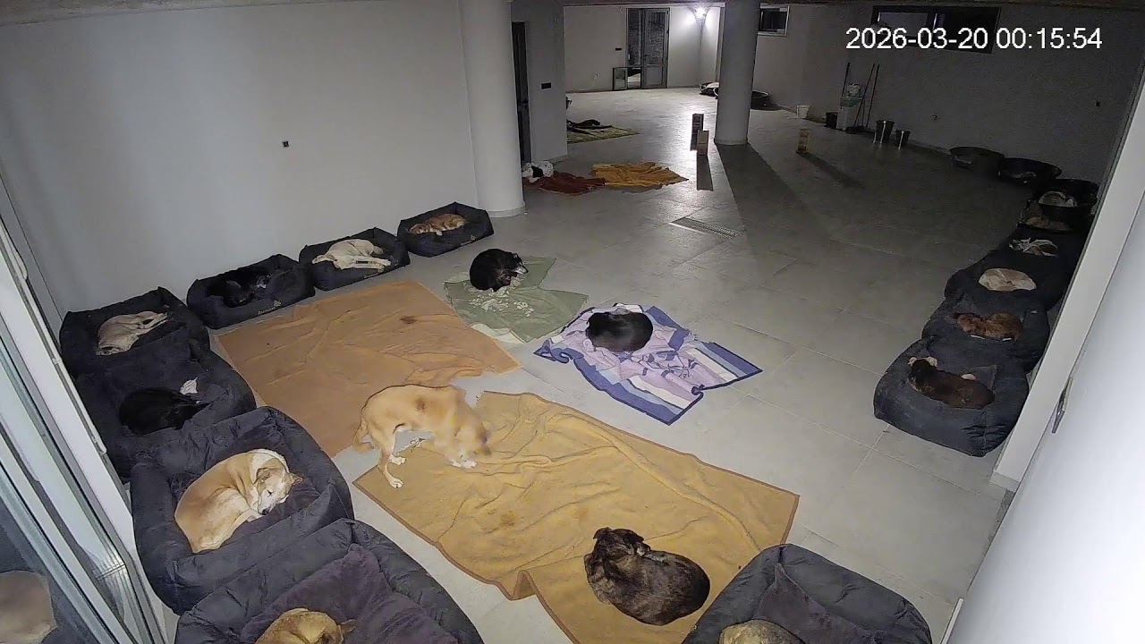 Live : night time at the shelter !