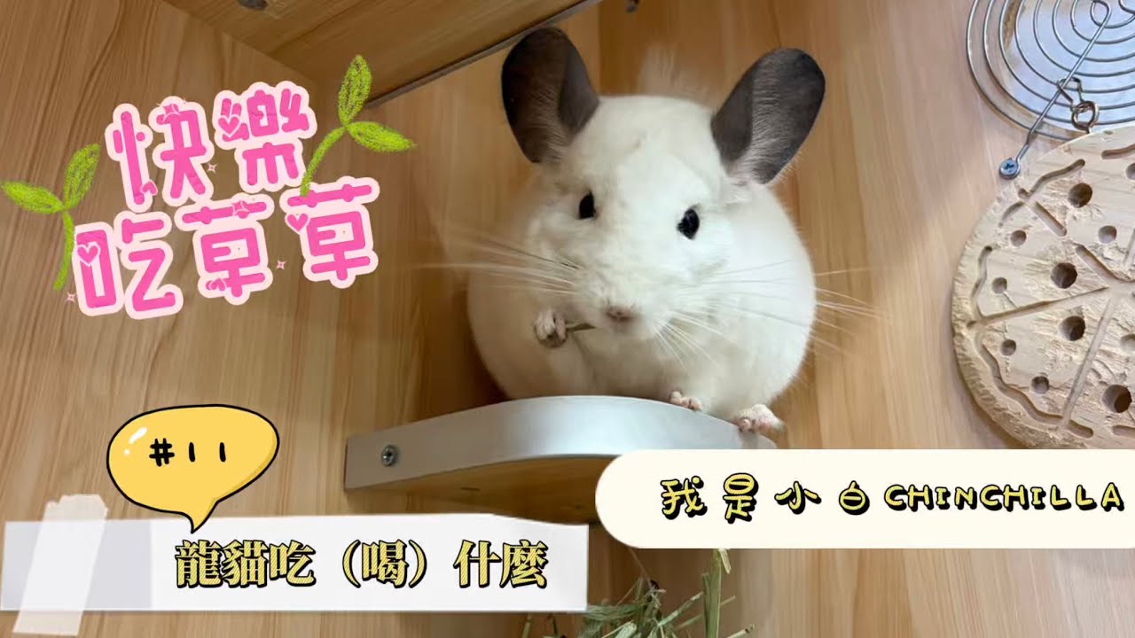 「小白」𝟏𝟏｜龍貓吃什麼 #龍貓怎麼養 
