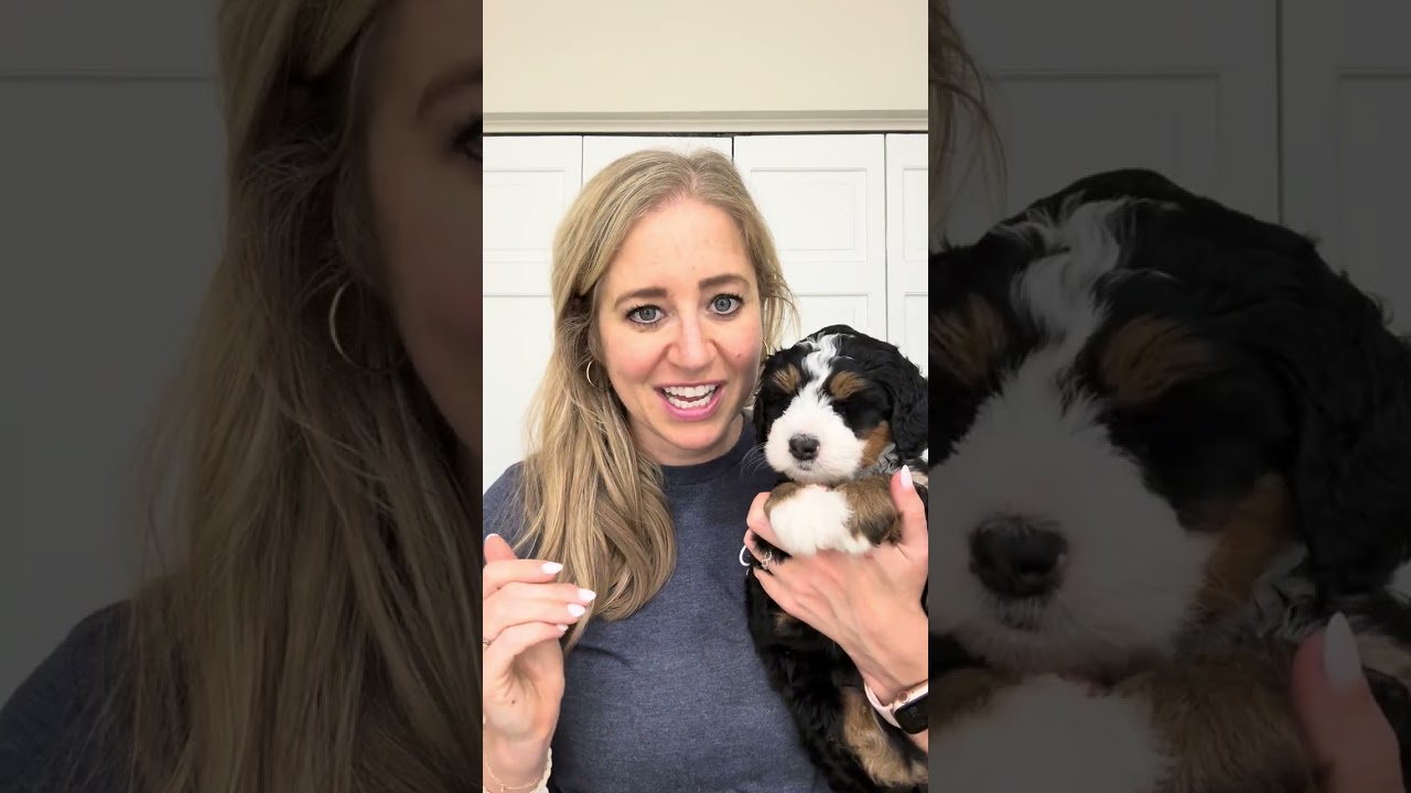 Meet Matilda’s Pink Collar Female Bernedoodle! 