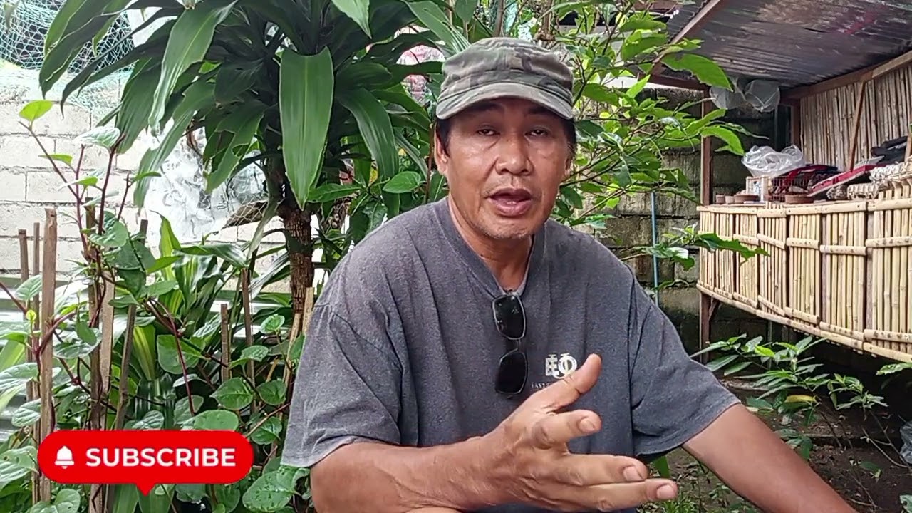 ISA SA PARES MULTIVITAMINS NA MAGAMIT NATIN SA CONDITIONING MALUPET AT EPEKTIBO! #backyardfarming