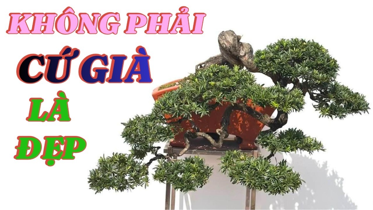 Những Yếu Tố Không Thể Thiếu Làm Nên Một Tác Phẩm Bonsai Cao Cấp#bố cục bonsai#bonsai đẹp#caycanh