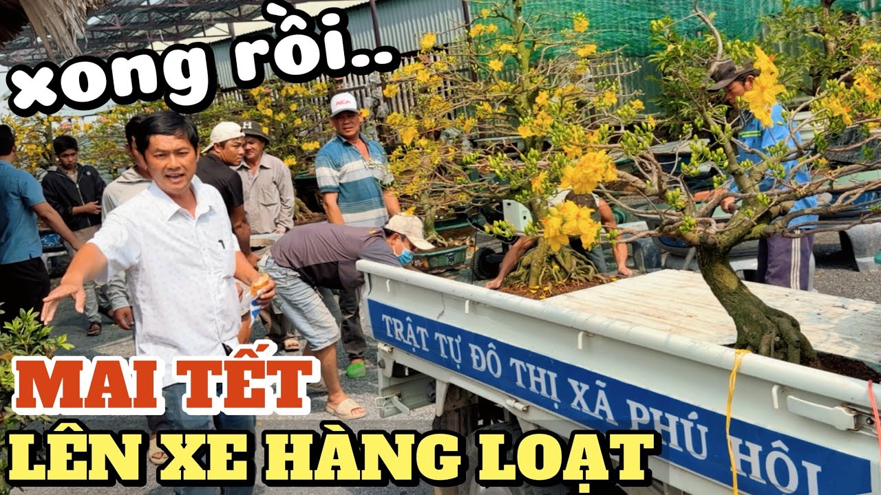 Mai Tết lên xe hàng loạt Mạnh Hùng bối rối chỉ đạo hàng chục AE lựa cây khủng hoa đẹp đi du Xuân sớm