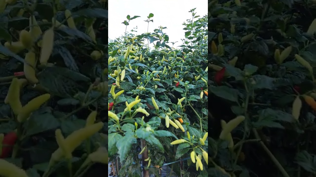 cabe kaliber tinggi 2 meter buah e full lebat