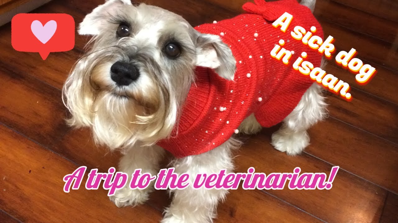 vlog 031 Trixie goes to the veterinarian.