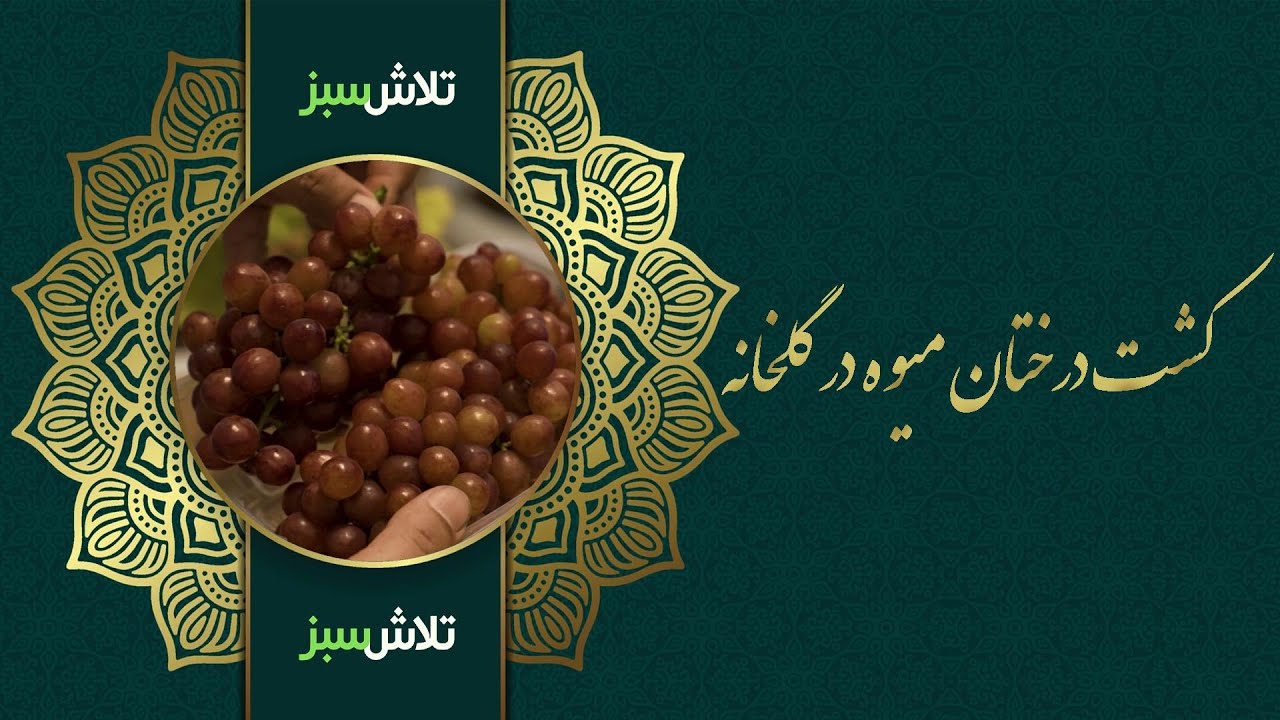 کشت درختان میوه در گلخانه - تلاش سبز