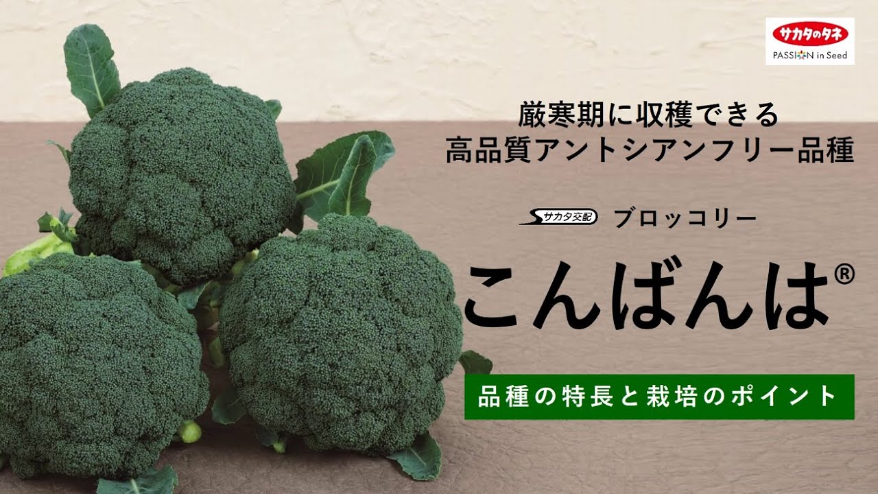 サカタのタネ【ブロッコリー】「こんばんは」品種紹介