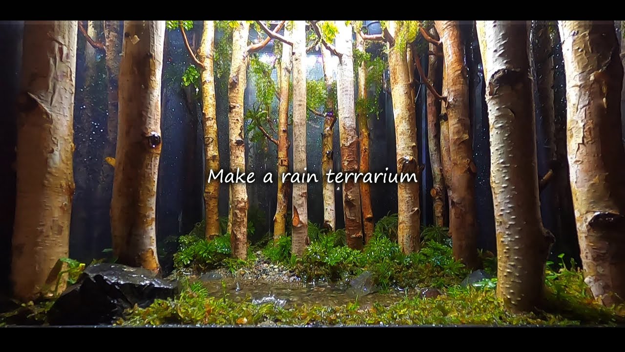 Creating a rainfall birch and pond terrarium