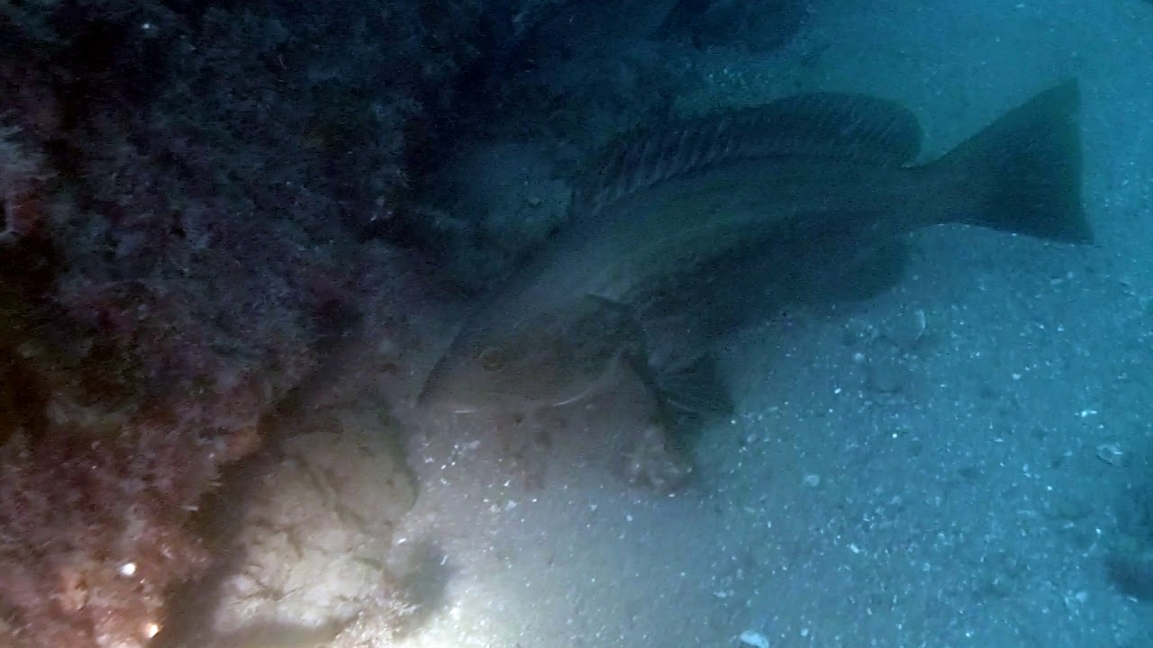 2019.08.11 - Buceo en Arrecife artificial - Aguadulce