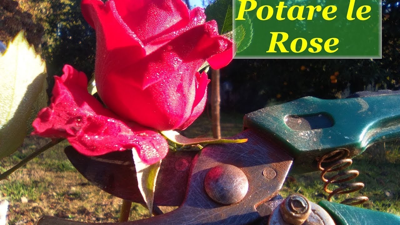 POTARE LE ROSE