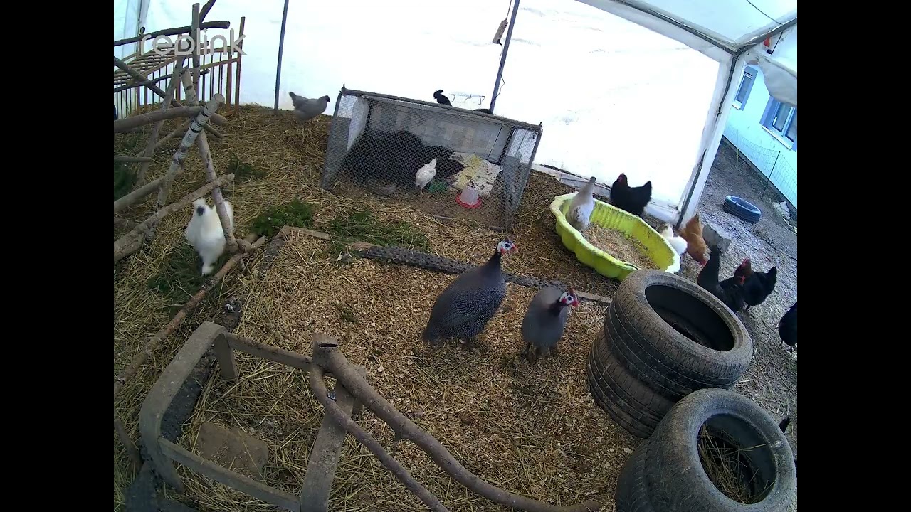 2 Hours of Peaceful Morning with Chickens | Coffee in the Coop | Relaxing Farm Sounds & Slow Living
