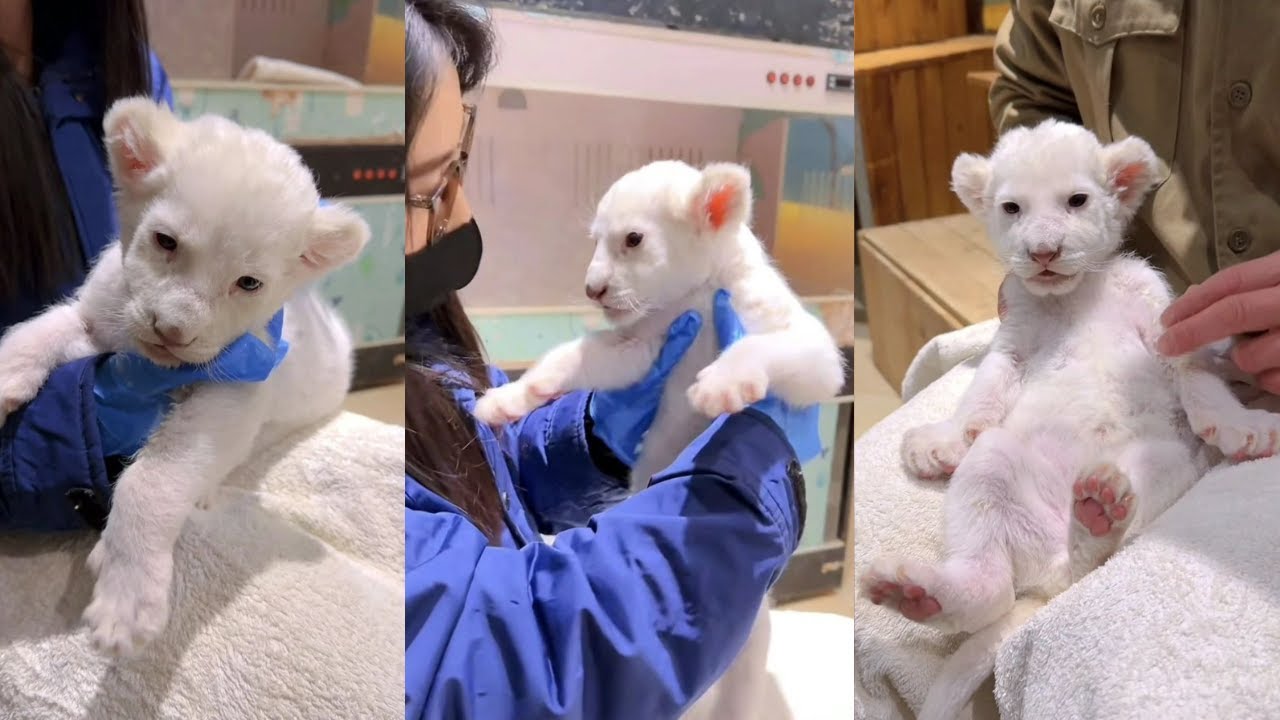 Adorable White Lion Cub: A Fluffy Ball of Cuteness
