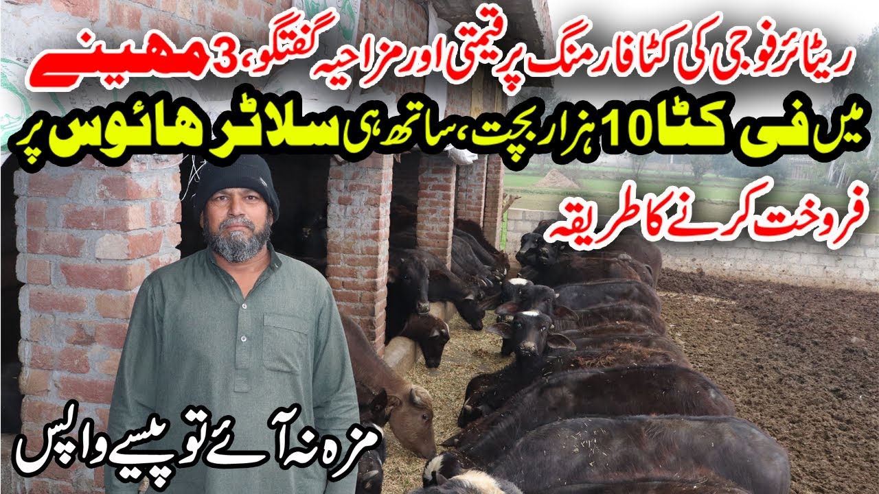 Katta Farming in Pakistan | How to Start Katta Farm | Calf Farming | Katta Business | Meat Business