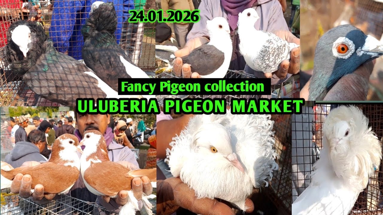 Recent Pigeon price update at Uluberia Pigeon market on 24.01.26 #fancypigeon #flypigeon