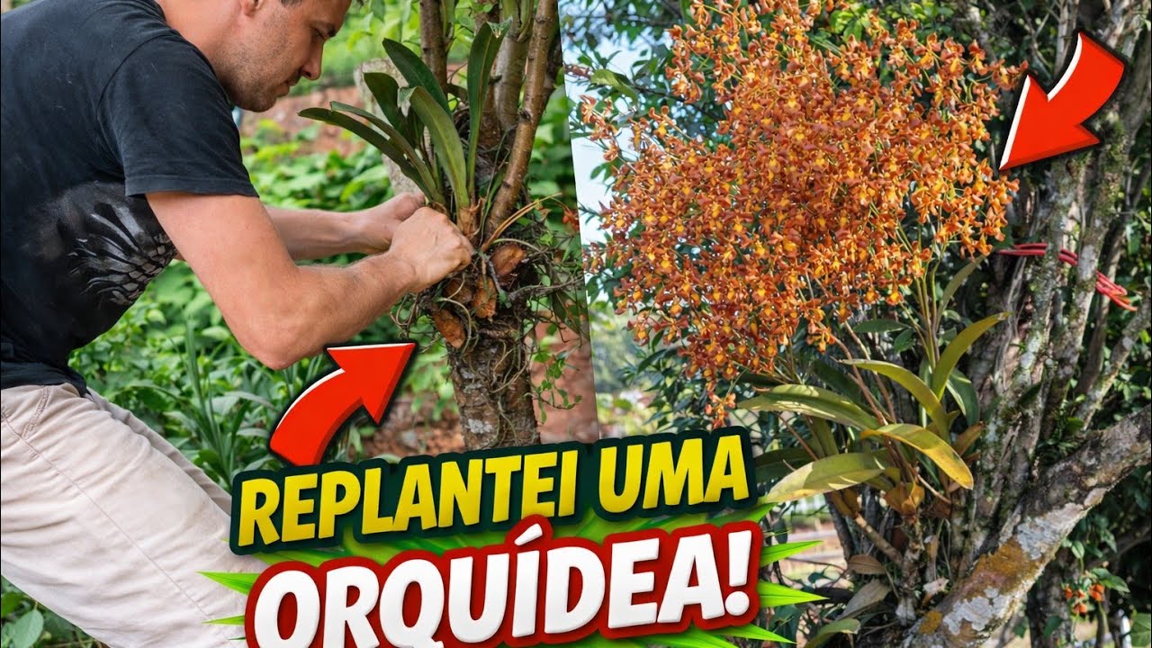 REPLANTEI MINHA ORQUÍDEA: AGORA ELA VAI SE RECUPERAR 