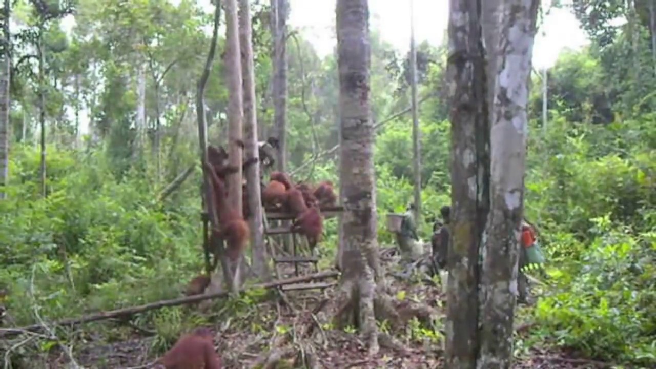 Nyaru Menteng Orangutan Rehabilitation Centre