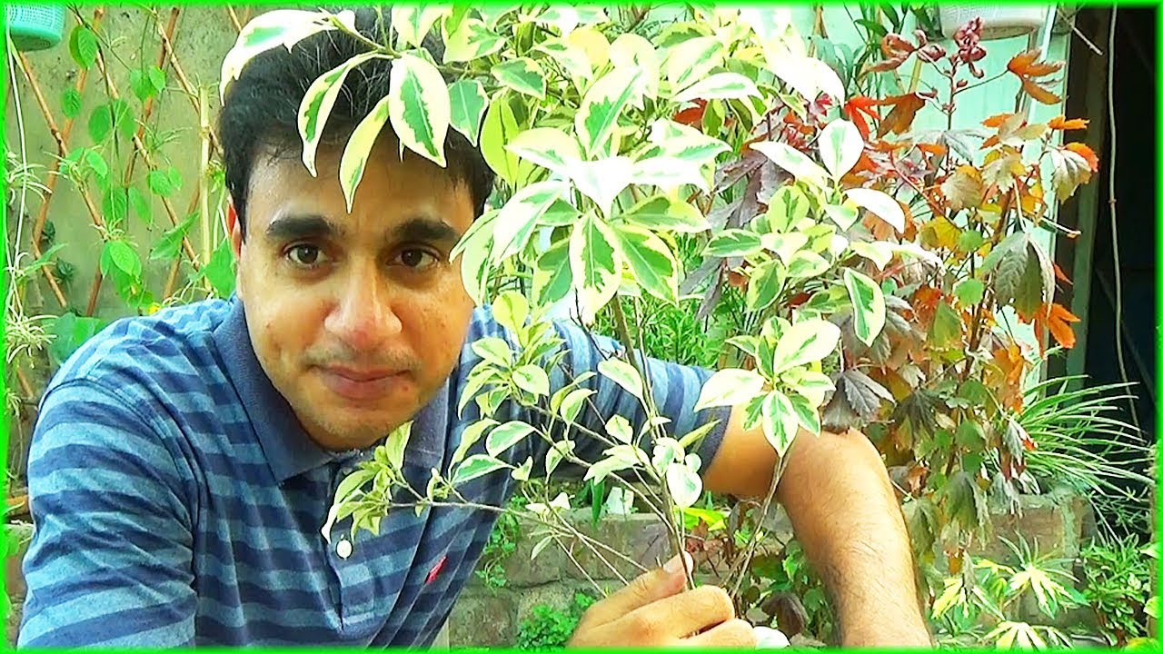 Starlight Ficus Care Tips + Cutting Laganay Ka Tarika!
