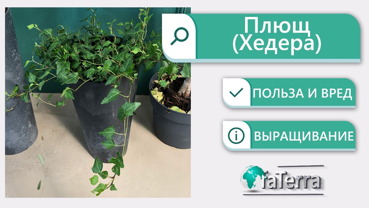 Плющ магические свойства. Можно ли выращивать хедеру в доме?