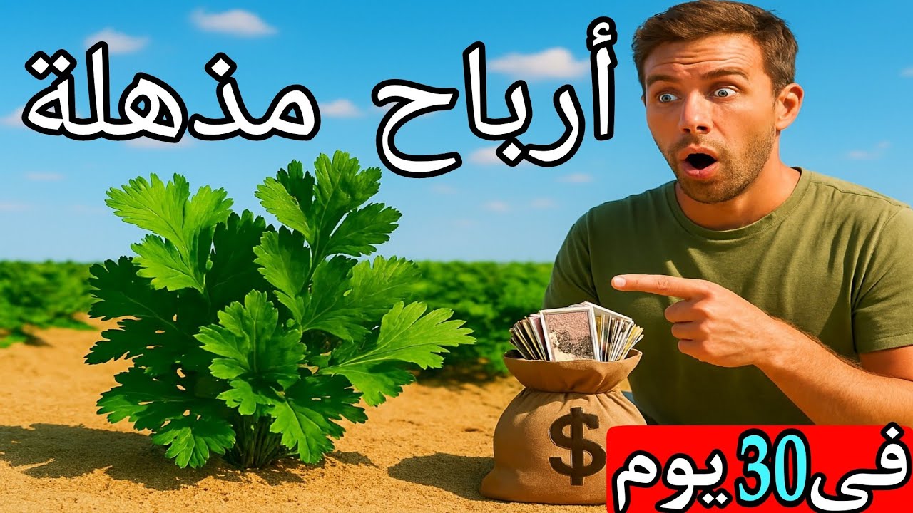 30 يوم بس ..فدان الكزبرة في الصحراء دخل كام جنيه ؟ 💰زراعة الكزبرة