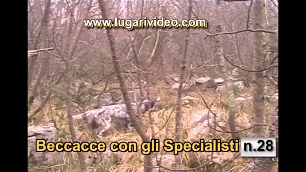 A Caccia di Beccacce con gli Specialisti 28