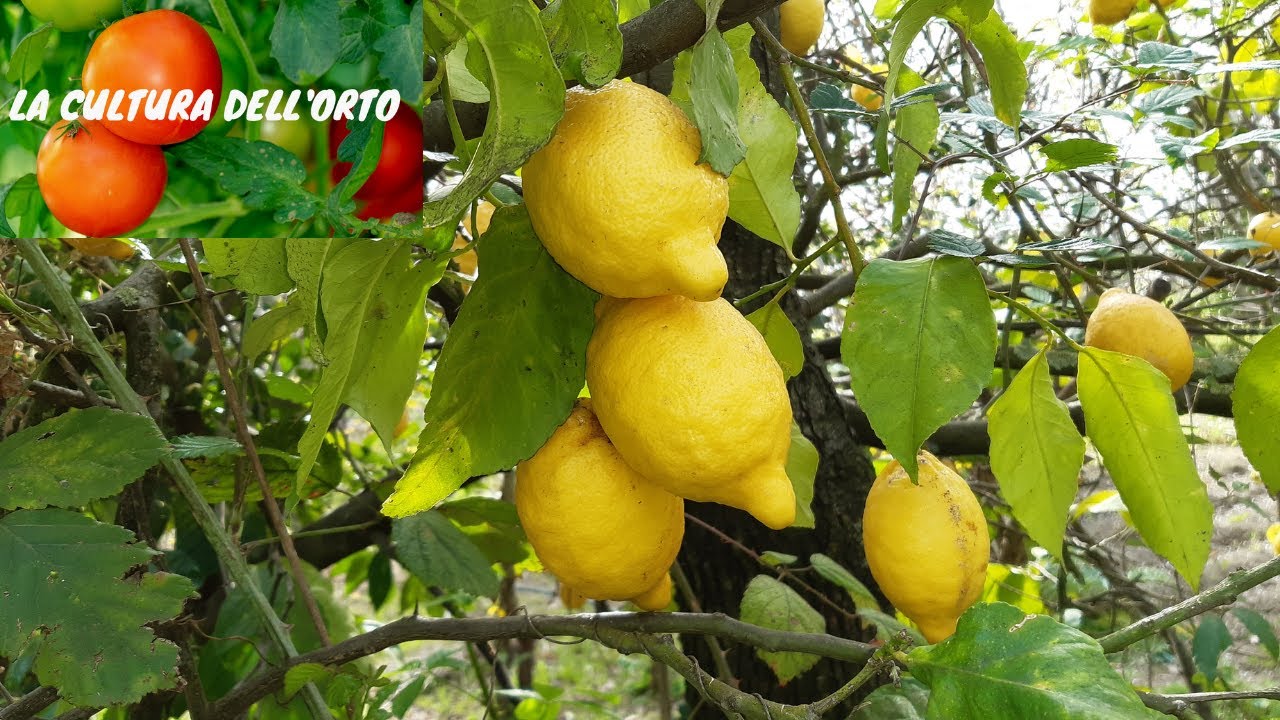 Piante di Limoni e come si conserva il succo dei limoni: cubetti ghiacciati e sorbetto.