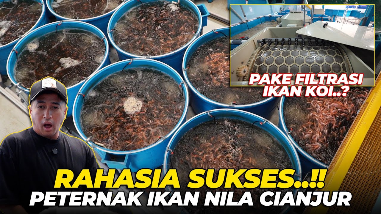 G1LAAAAA..!! RAHASIA SUKSES PETERNAK IKAN NILA...! PAKAI FILTRASI IKAN KOI..?!