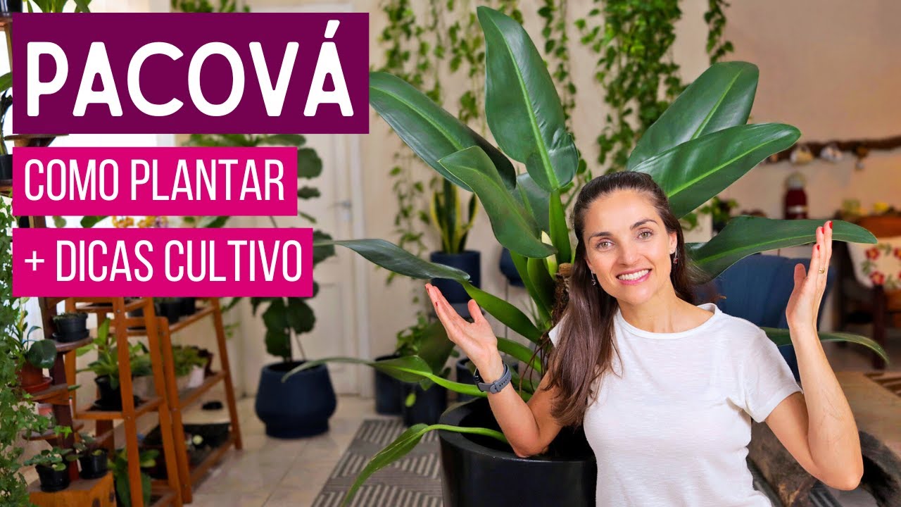 REPLANTE do meu PACOVÁ + DICAS de CULTIVO