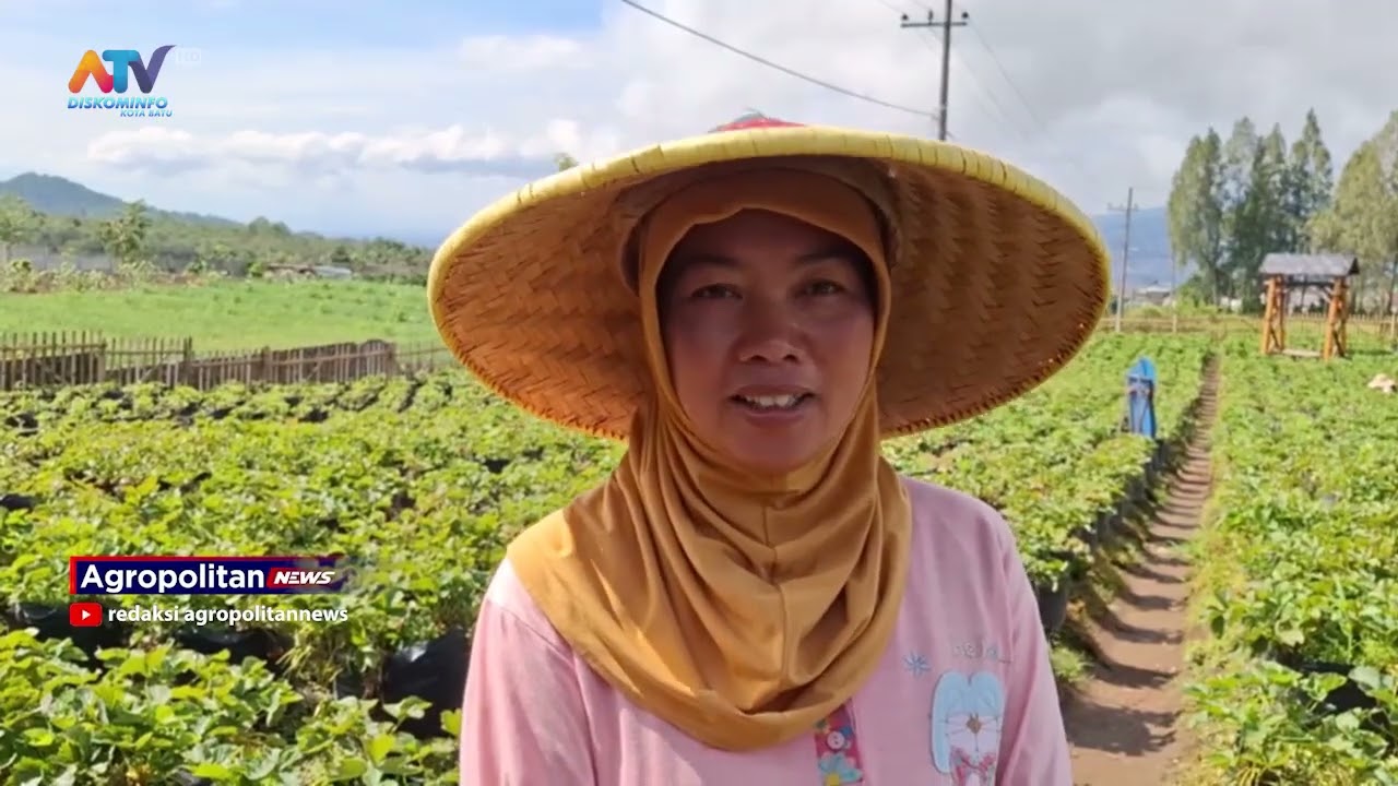 Bulan  PUASA,  KUNJUNGAN WISATA PETIK STRAUBERI TURUN  | ATV MALANG RAYA