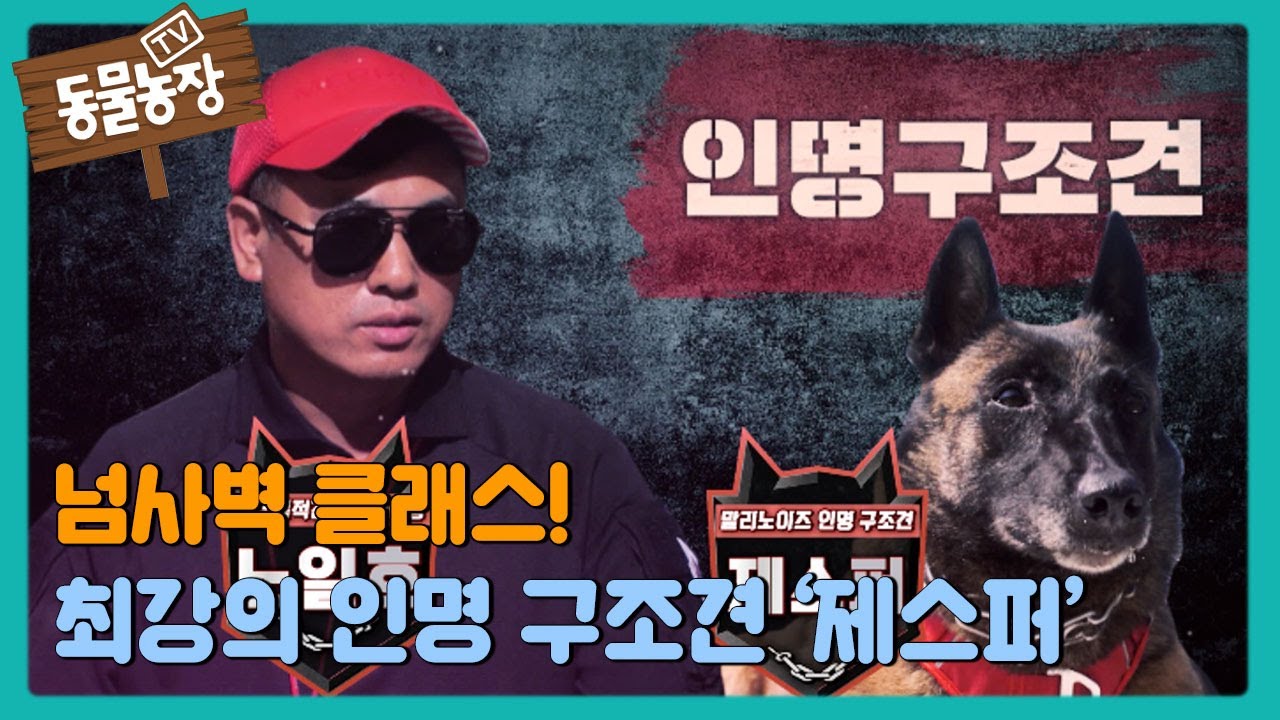 넘사벽 클래스, 최강의 인명 구조견 제스퍼! #TV동물농장 #AnimalFarm #SBSstory