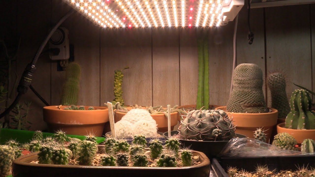 How to maximize your LED grow light for succulents