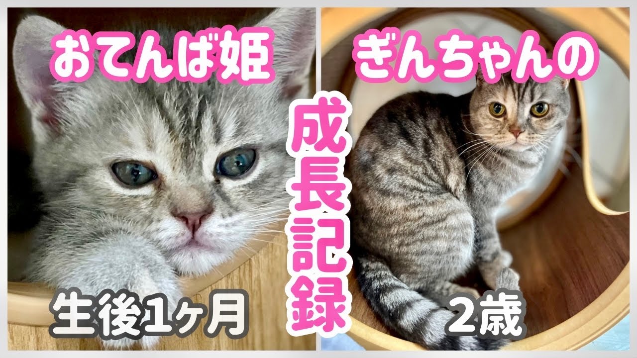 おてんば娘だったぎんちゃんの2年間の成長記録です！ #子猫 #ねこもふ生活
