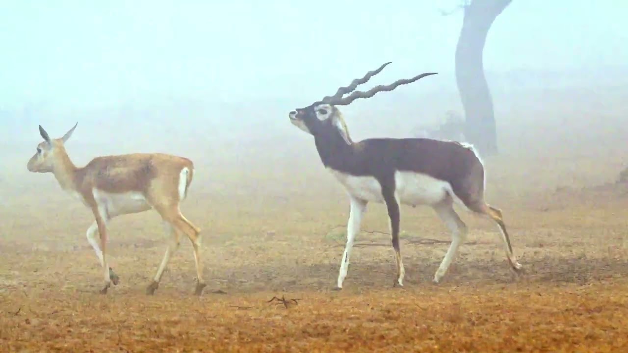 Black Bucks Leking
