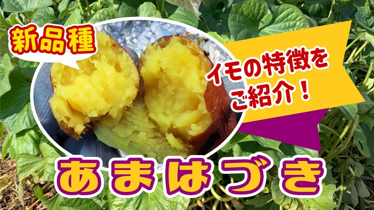 【糖化が進むサツマイモ】　遅植え栽培の「新品種あまはづき」果たして収穫までたどりつけたのか！？　タネのハシモト