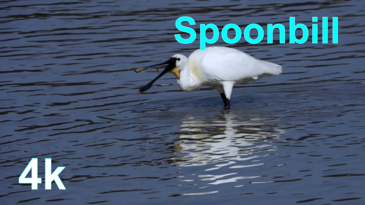 b60228 노랑부리저에새 탐조 3 l Eurasian Spoonbill