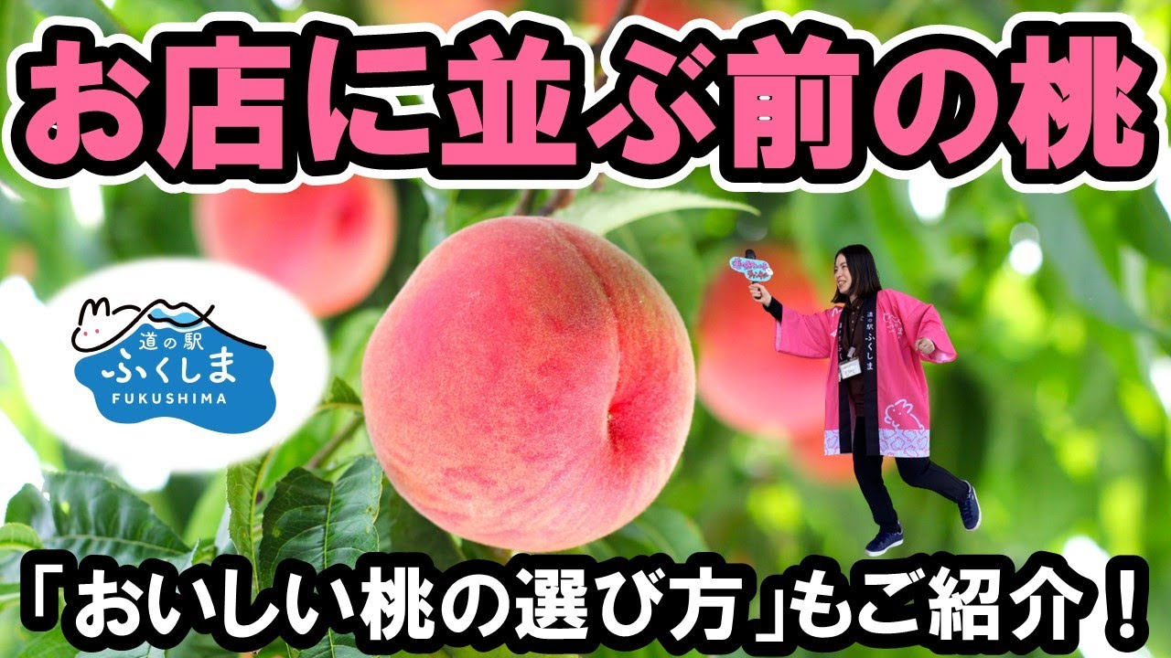 【生産者紹介】道の駅ふくしまにならぶ桃の秘密