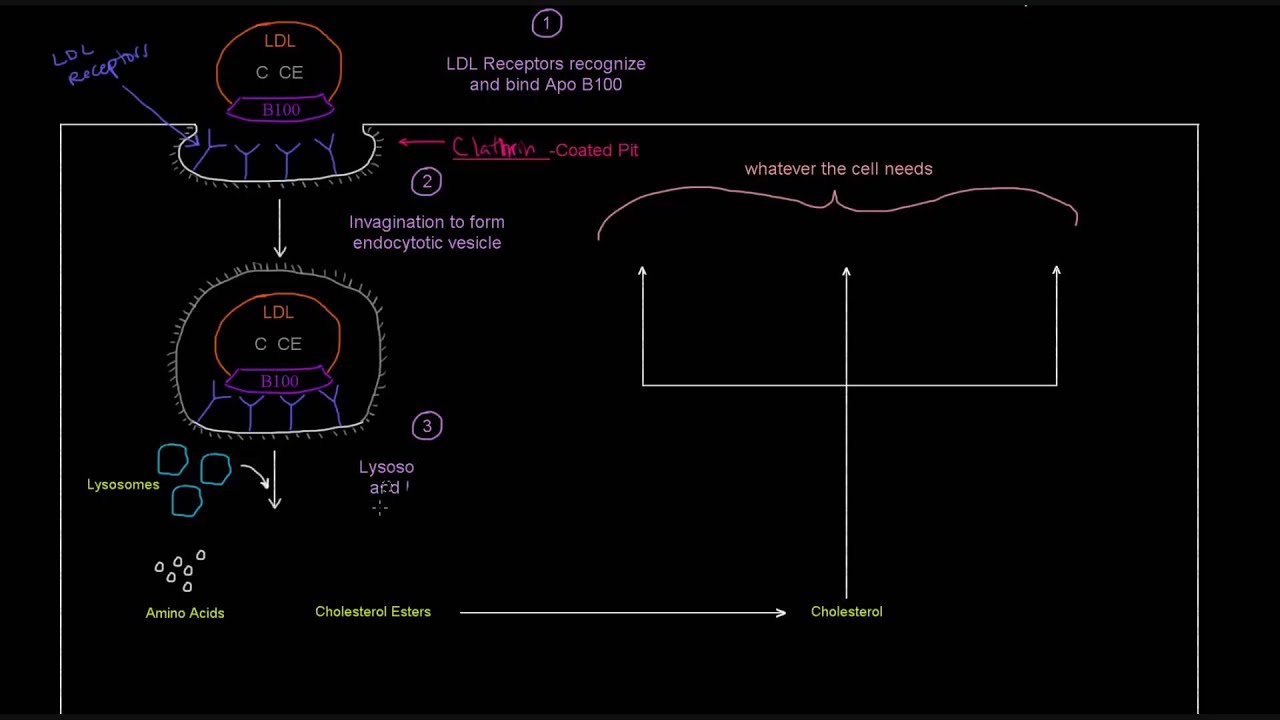 LDL Receptor (Part 1 of 2) - Receptor Mediated Endocytosis