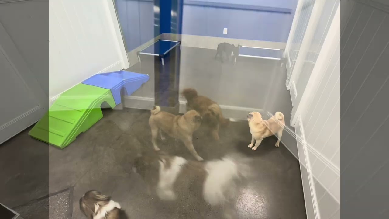 Fantastic FURiday!🤩❤️🐾