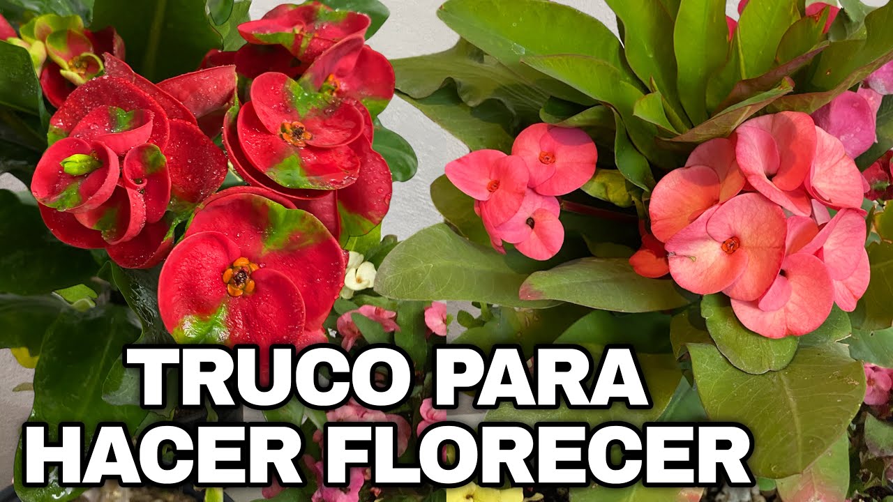 Por qué Mis Coronas de Cristo ¿NO FLORECEN?