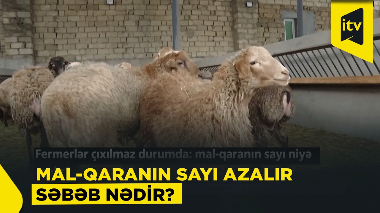 Yem bahalaşması heyvandarlığa necə təsir edir?