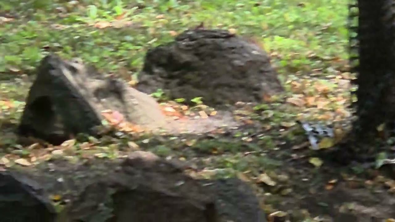 Park Dittricha w Żyrardowie - wiewi&oacute;rka