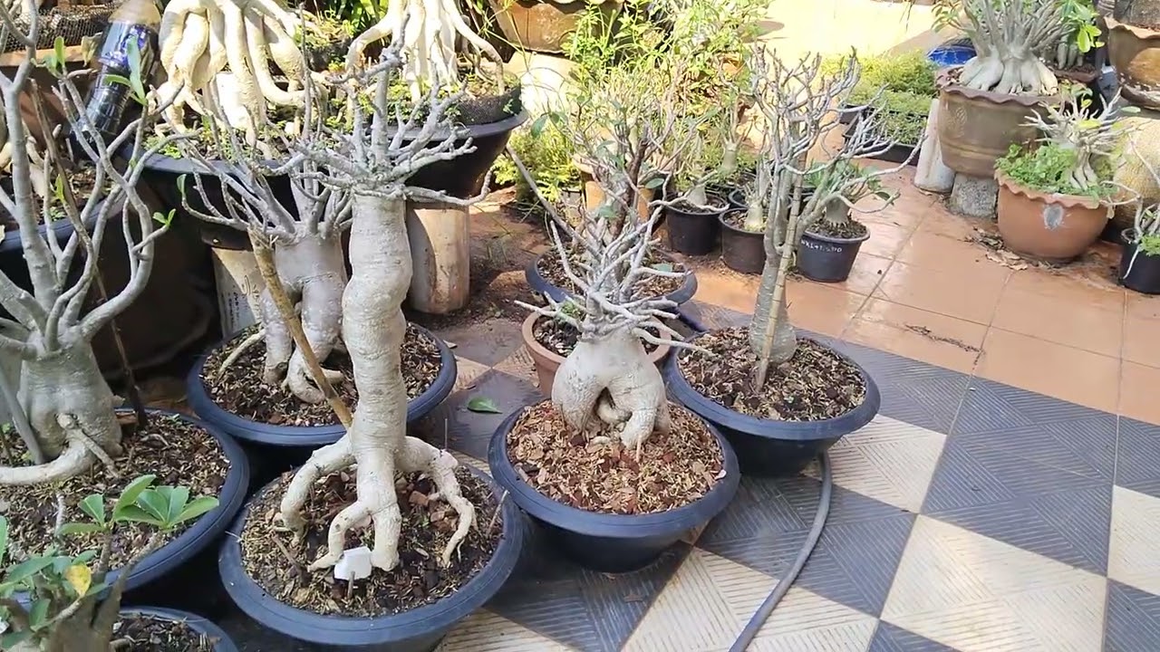 บ้านชวนชม#2 5/12/68 ID: tao-aric#บ้านชวนชม #ชวนชม #เพชรบ้านนา #บ้านและสวน #garden #flowers #ไม้มงคล 