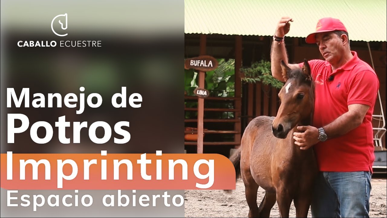 Manejo de potros en espacios abiertos