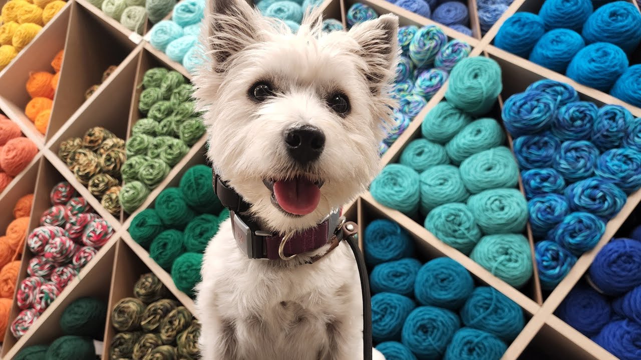 9 month old Westie Zoe goes from inattentive to off leash