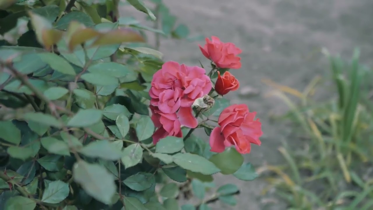 SENYUMMU, YANG TAK SEMPAT KUBAWA ~ PUISI ANBAKRI